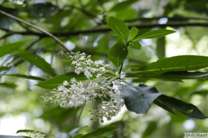 Clethra monostachys       